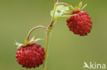 Bosaardbei (Fragaria vesca) 