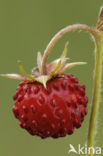 Bosaardbei (Fragaria vesca) 