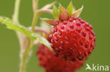 Bosaardbei (Fragaria vesca) 