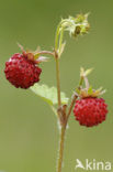 Bosaardbei (Fragaria vesca) 