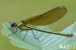Beautiful Demoiselle (Calopteryx virgo)