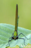 Bosbeekjuffer (Calopteryx virgo) 