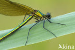 Beautiful Demoiselle (Calopteryx virgo)