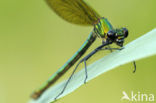 Bosbeekjuffer (Calopteryx virgo) 