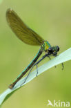 Bosbeekjuffer (Calopteryx virgo) 