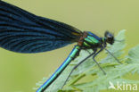 Bosbeekjuffer (Calopteryx virgo) 