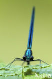 Beautiful Demoiselle (Calopteryx virgo)