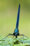 Bosbeekjuffer (Calopteryx virgo) 