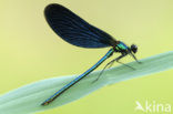 Bosbeekjuffer (Calopteryx virgo) 