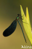 Beautiful Demoiselle (Calopteryx virgo)