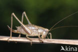 Boskrekel (Nemobius sylvestris)