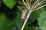 Boskrekel (Nemobius sylvestris)