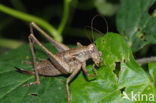 Boskrekel (Nemobius sylvestris)