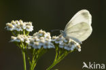 Wood White (Leptidea sinapis)