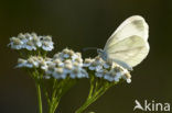 Wood White (Leptidea sinapis)