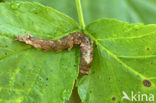 Braamvlinder (Thyatira batis)