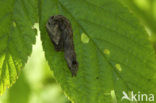 Peach Blossom (Thyatira batis)