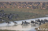 Brandgans (Branta leucopsis)