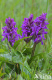 Brede orchis (Dactylorhiza majalis ssp. majalis) 