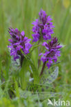 Brede orchis (Dactylorhiza majalis ssp. majalis) 