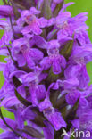 Brede orchis (Dactylorhiza majalis ssp. majalis) 