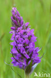 Brede orchis (Dactylorhiza majalis ssp. majalis) 