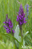 Brede orchis (Dactylorhiza majalis ssp. majalis) 