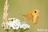 Meadow Brown (Maniola jurtina)