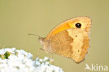 Meadow Brown (Maniola jurtina)