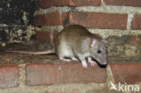 Brown rat (Rattus norvegicus)