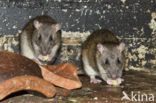 Bruine rat (Rattus norvegicus)