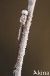 Bruine winterjuffer (Sympecma fusca) 