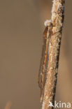 Brown Emerald Damselfly (Sympecma fusca)