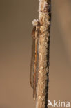 Bruine winterjuffer (Sympecma fusca) 