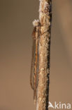 Brown Emerald Damselfly (Sympecma fusca)