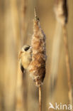 Eurasian Penduline-Tit (Remiz pendulinus)