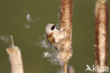 Eurasian Penduline-Tit (Remiz pendulinus)