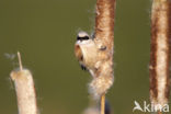 Eurasian Penduline-Tit (Remiz pendulinus)