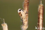 Eurasian Penduline-Tit (Remiz pendulinus)