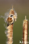 Eurasian Penduline-Tit (Remiz pendulinus)