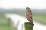 Common Buzzard (Buteo buteo)