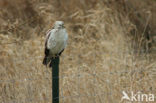 Common Buzzard (Buteo buteo)