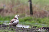 Common Buzzard (Buteo buteo)