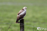 Common Buzzard (Buteo buteo)