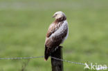 Common Buzzard (Buteo buteo)