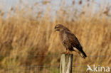 Common Buzzard (Buteo buteo)