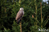 Common Buzzard (Buteo buteo)