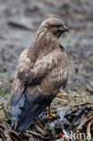 Common Buzzard (Buteo buteo)