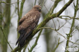 Common Buzzard (Buteo buteo)