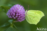 Citroenvlinder (Gonepteryx rhamni)